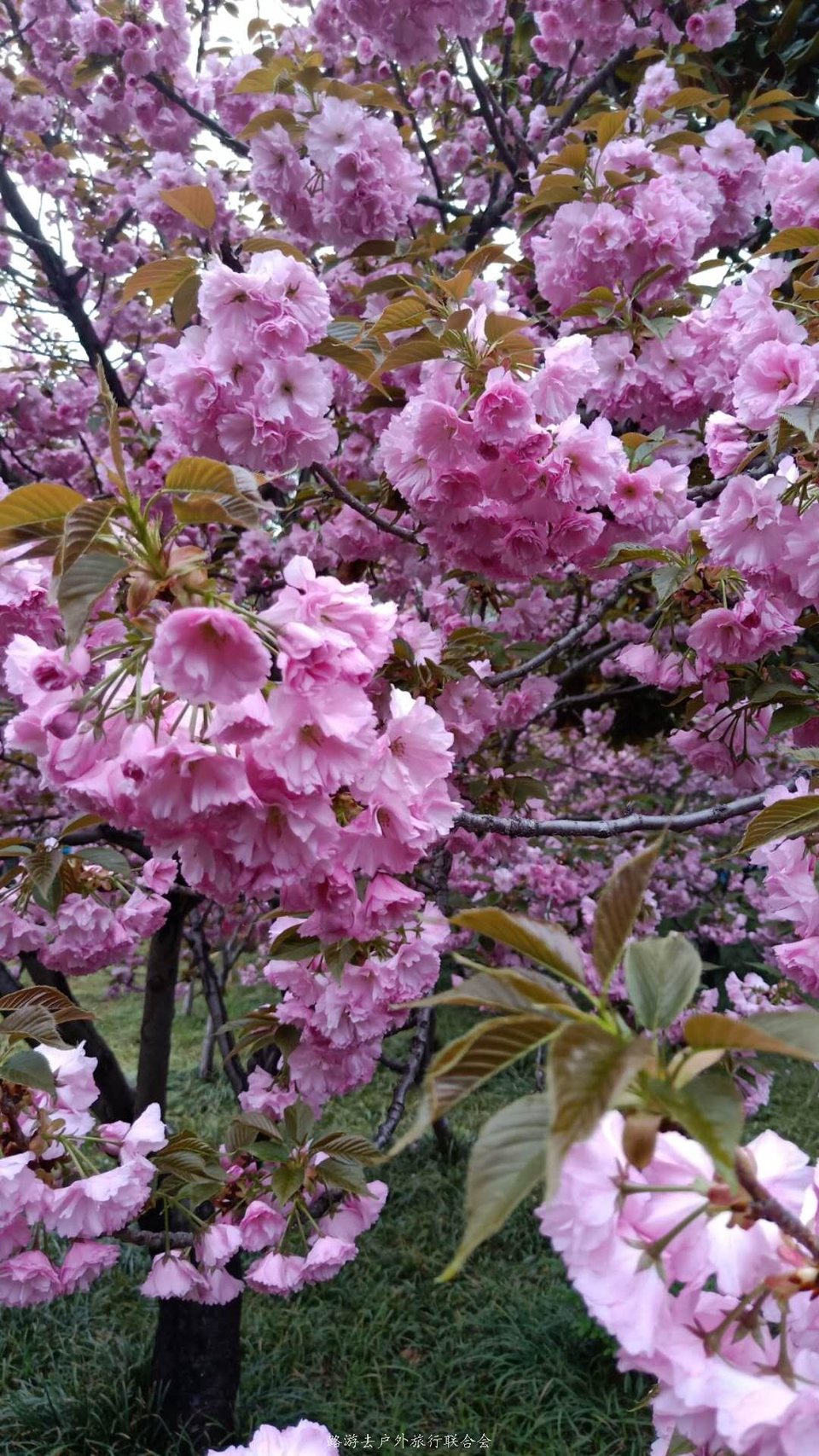 i5h6sG_hV0O4Ak-VRXIy0AraVTp1JDkVycW_wVmujZ7UVwGSupesrBna4EjCWYWc