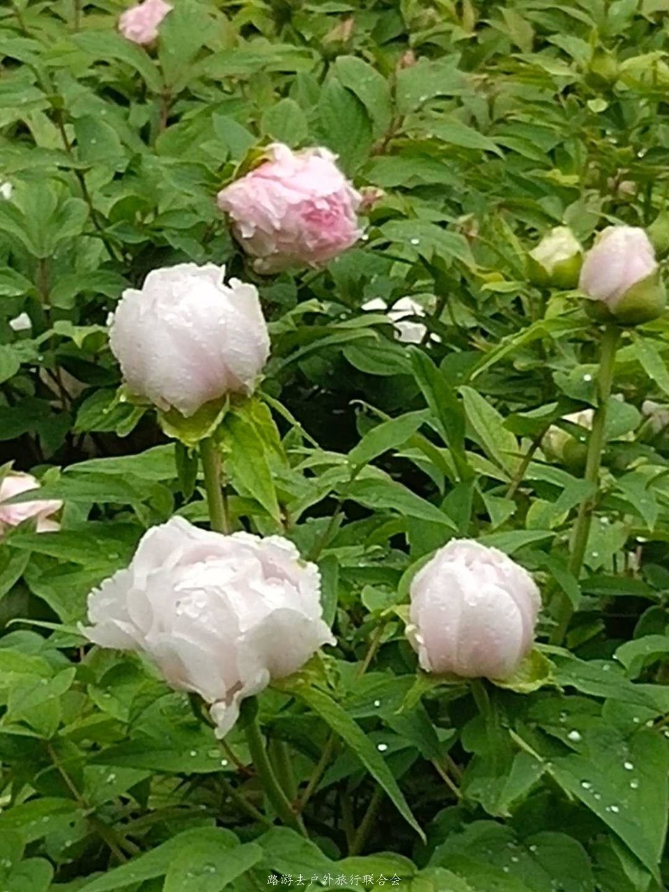 IkkuIhCg8Pn2-_KJR39ZbYL0RRuqH6b7Juglp8gz2Q_vujd_vcSEcNdwWENtTGZg