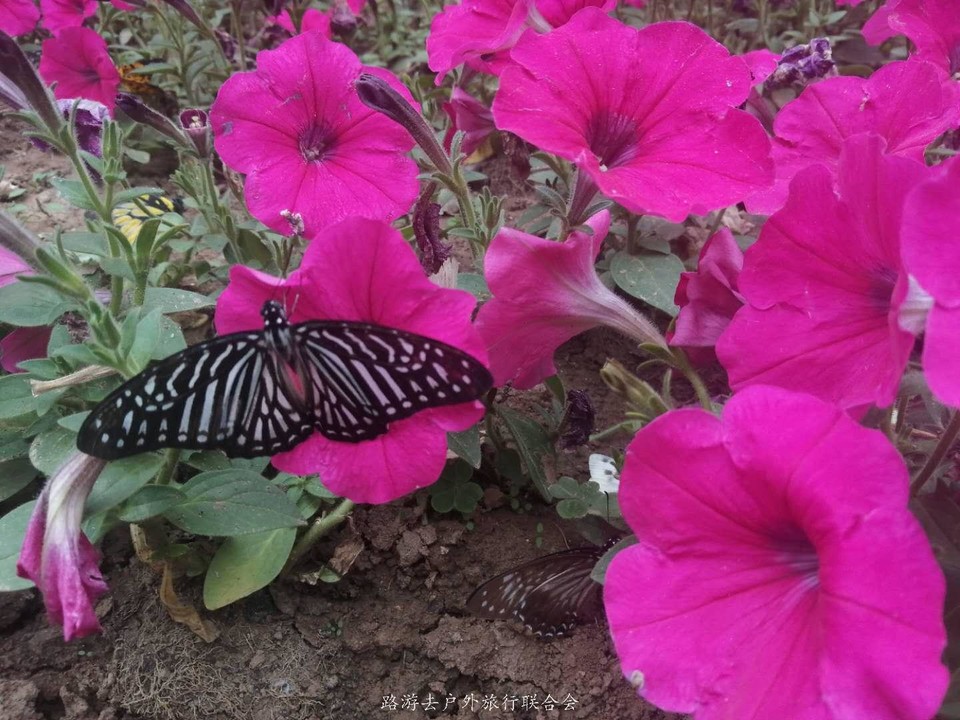 Ez9C3nayW2uLaVxsHyFFHipCWki6Rj5tBH695Tzrfo4cRXTba4rVpcgPXMXCdwrR