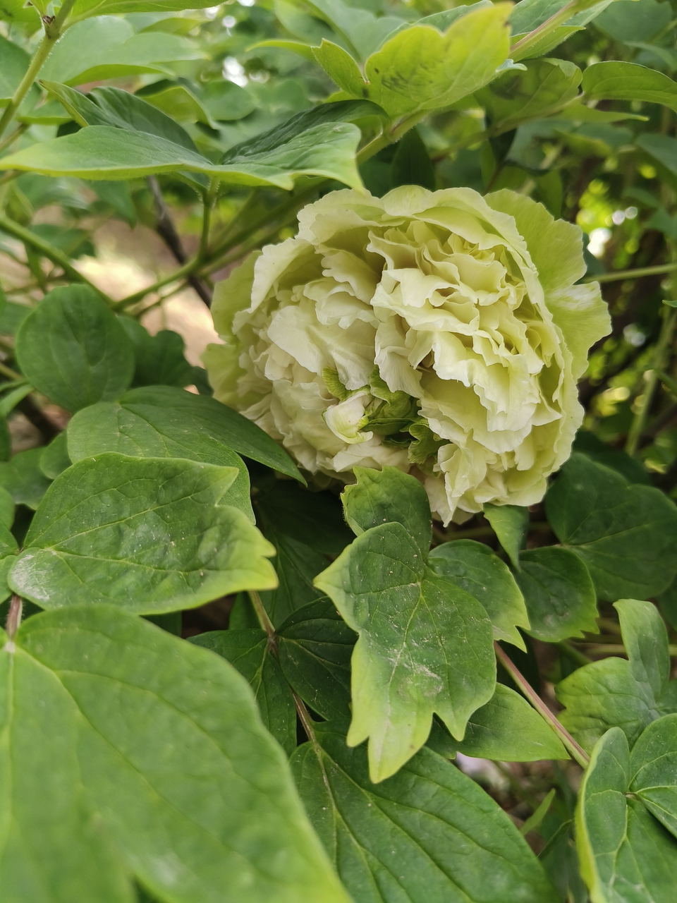 PwtLnojPY7tyKGOXK9lt_ZsMtKEl5JcL9aM2mUp4QXSe3niXPAiH4QK6mALTonB-