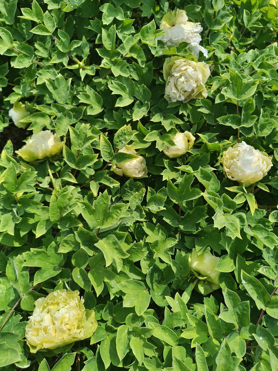 PwtLnojPY7tyKGOXK9lt_aBtqc0YTZQKAQEvhAciZY29fp5WDDr0z4fN_2nV_oF1