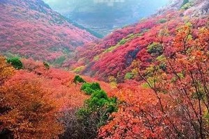 【赏秋系列】特价多期排期，央视专题报道，鸠山附近看红叶，这个秋天就去这里赏秋啦！