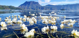 【远景定制-云南纯玩小包团-滇西】大理丽江，香格里拉，泸沽湖虎跳峡，白水台，独克宗古城7天6晚