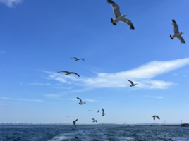 【山东半岛5天】威海精华城市地标，青岛打卡，日照乘船出海，琅琊古城看表演，海洋公园看海豚