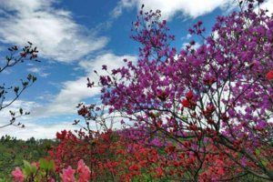 【周六、周日各一期】 诗景龙潭峡杜鹃花长廊，看山水，赏杜鹃一天往返