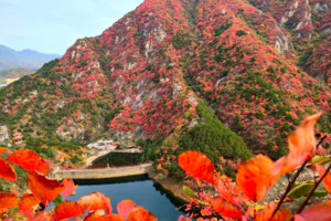 【多期特价】翔龙谷赏红叶，包含中餐，非周末，周末均有排期，错过等一年