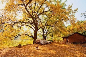 【多期特价】68元玩一天！云岩寺千年银杏群，正是最佳观赏期，错过等明年，适合各年龄群体