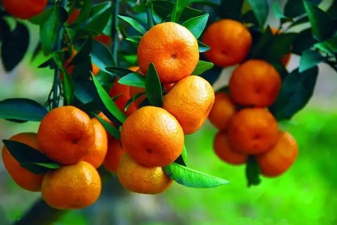 【助农采摘】周五内乡摘桔子，百年吴垭村石头村，美食街逛吃，一天休闲助农，费用低到尖叫！