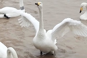 【周末两天】三门峡双地坑院：曲村原始地坑院陕州新地坑院，西伯利亚白天鹅，送传统陕州十大碗午餐，送灵宝苹果一袋