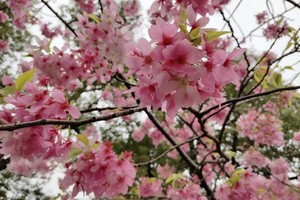 【特价活动】周三 ，周六各一期，浪漫樱花节—武汉东湖樱花、黄鹤楼、户部巷，休闲自由行