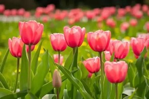 【春季赏花】看新野郁金香，赏津湾桃花，吃新野板面，观汉桑台，了解三国文化。