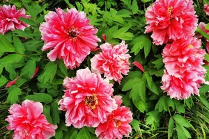 【清明节假期两天】 两天玩转洛阳精华景点，洛阳牡丹，龙门石窟，白马寺，丽景门，洛邑古城，龙凤山古镇一网打尽！