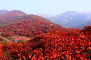 【赏秋系列】不出南阳，桐柏黄冈看红叶，层林尽染，带你探寻深秋最美景色