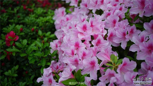 【周五出发】麻城看杜鹃信阳美丽乡村3日游，轻松休闲，风景优美，玩到你不想走的线路搭配