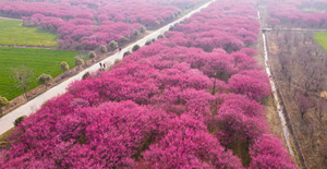 【一天独家】南阳周边，千亩巨大梅园梅花已盛开，湿地公园网红桥，几百亩都是小儿科，不来拍照太遗憾