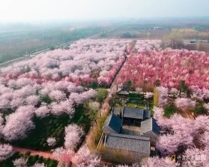 许昌鄢陵唐韵樱花园,曹魏古城