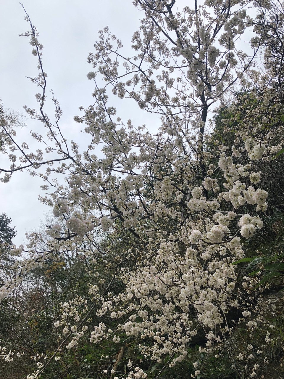 42351F5A-8D12-4603-BCD4-F80E27103A7A