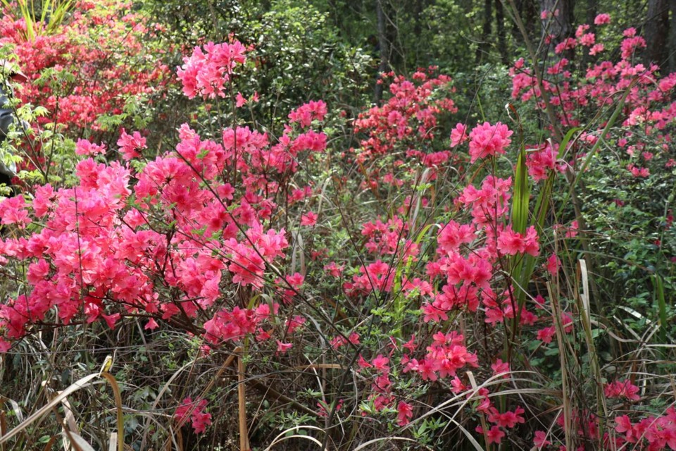 spBQQhDTPWMbDR_JT9VoqGQ4MJ2ltRR68qy_b-s4byXD7g81eayPEG5DIP01oB_I