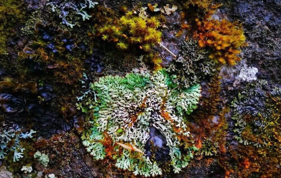 mmexport1523606284621