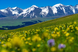 小车团：《伊犁河谷》8天7晚