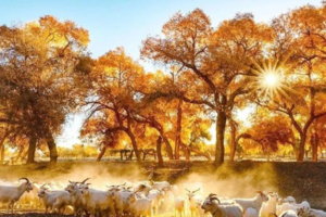 【黄金盛宴】独立团 10.7最佳观赏期 童话额济纳旗胡杨林  秦蒙甘环线10日游 （VIP车出行）