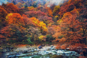 【深秋行摄】孝感出发10.26-11.1日行摄秦岭，光雾山纯玩7日游