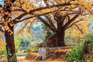 【乡村游】11.26日小悟银杏谷赏“色”+徒步 一日游