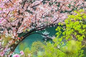 【庆三八特价】3.8号清凉寨赏中华樱花一日特价78