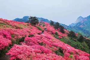 【五一赏花】人间四月天、麻城看杜鹃一日游 天天发
