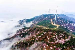 【自驾/大巴】3月12日---休闲摄影赏大悟野樱花+九里落雁湖一日行