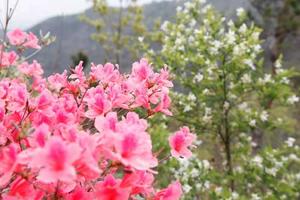 4.4号广水中华山赏杜鹃、徒步一日行