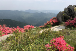 【户外徒步赏花】4.17日 登高寻杜鹃徒步一日行