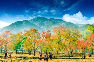 【乡村探游】11.9号赏罗田“醉”美红叶 品特色吊锅一日游