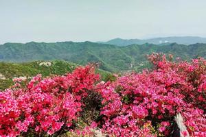 【户外徒步】4.5日（清明假期） 登高寻杜鹃丨龙传寨穿越美人谷徒步活动