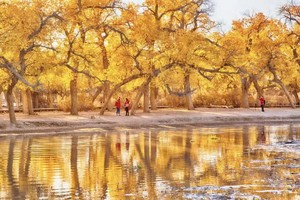 【国庆10.3号】额济纳胡杨林，三千年的守望，只为你的到来。