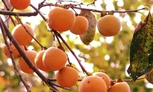 【户外品美食打柿子】10.25号罗田打柿子+逛柿集古村+品特色吊锅一日游