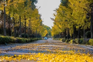 【12月3日行摄扫黄】黄陂野村谷一日游特价99元---提前报名每人送3斤橘子