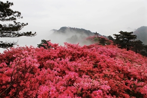 【5月3日出发，￥99元/人】——_人间四月天，麻城看杜鹃、错过再等一年······