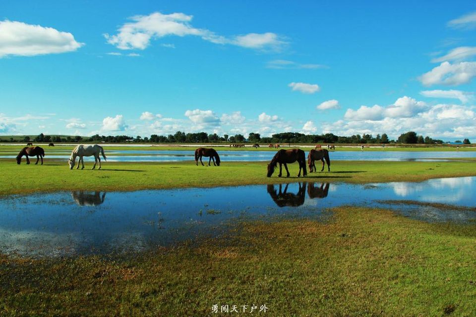 11336316_165847571000_2