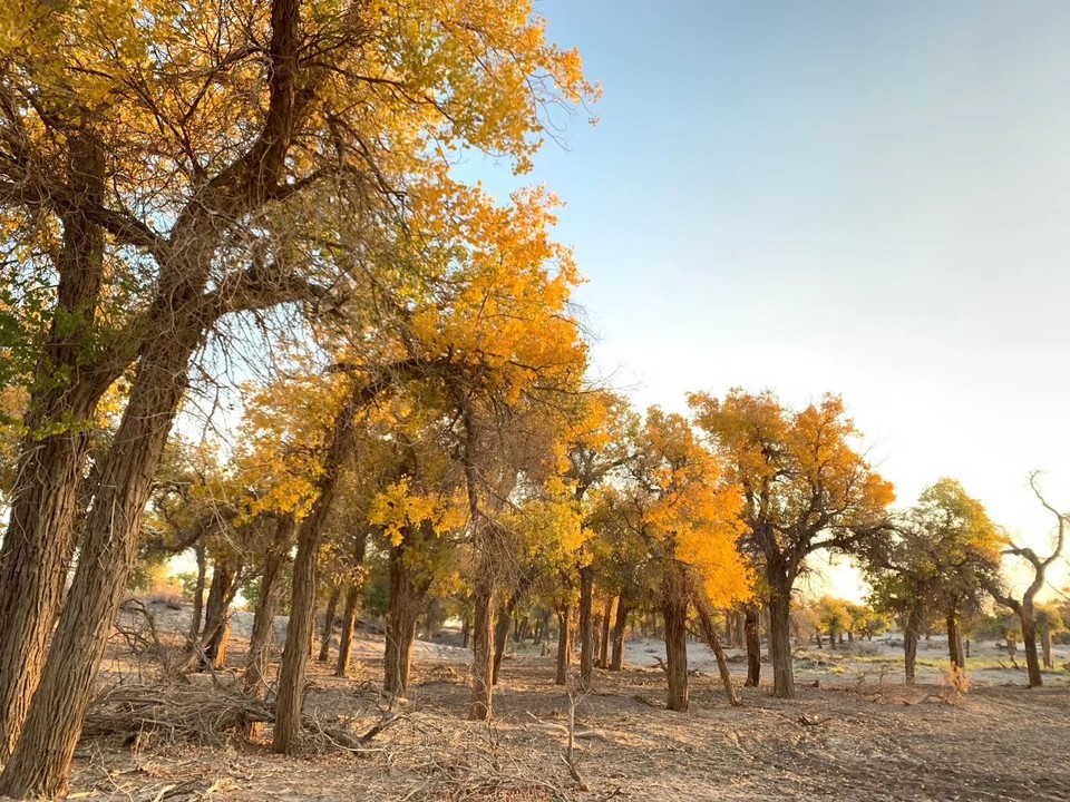 mmexport1601817721327