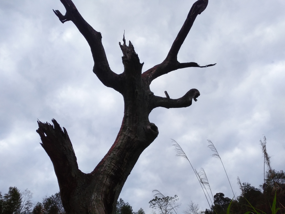 IMG_20171119_095040R