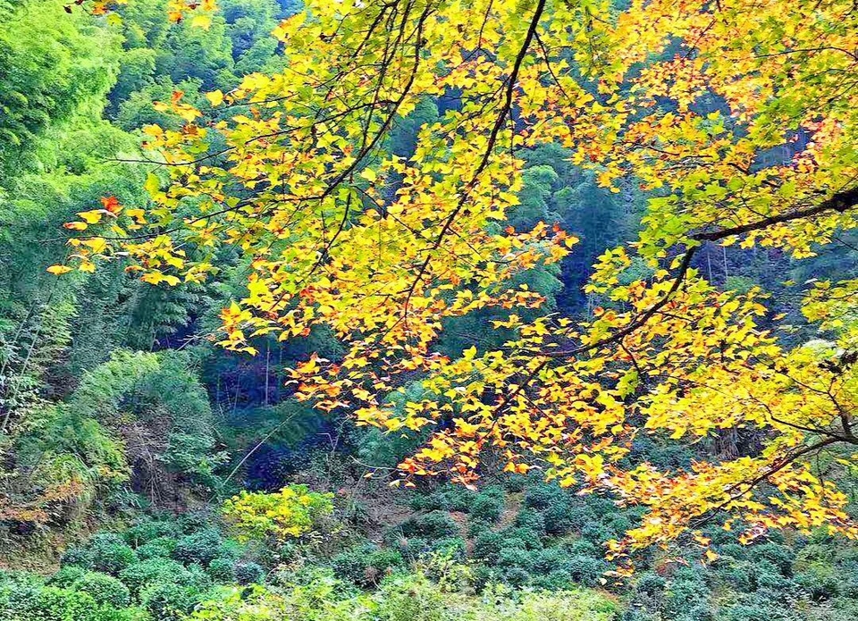 mmexport1511089482658