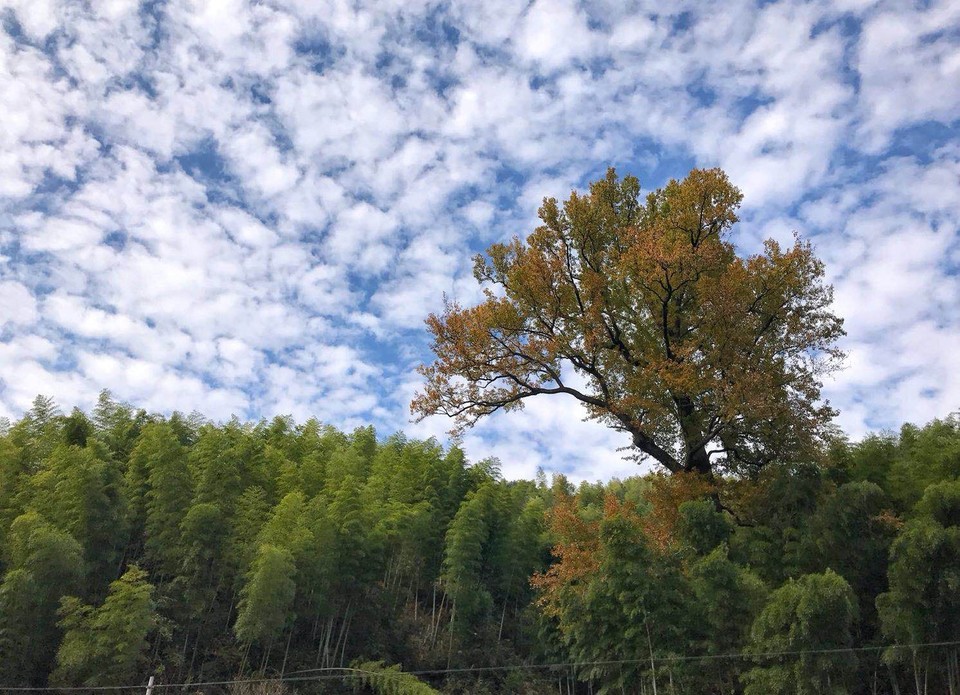 mmexport1511090115518