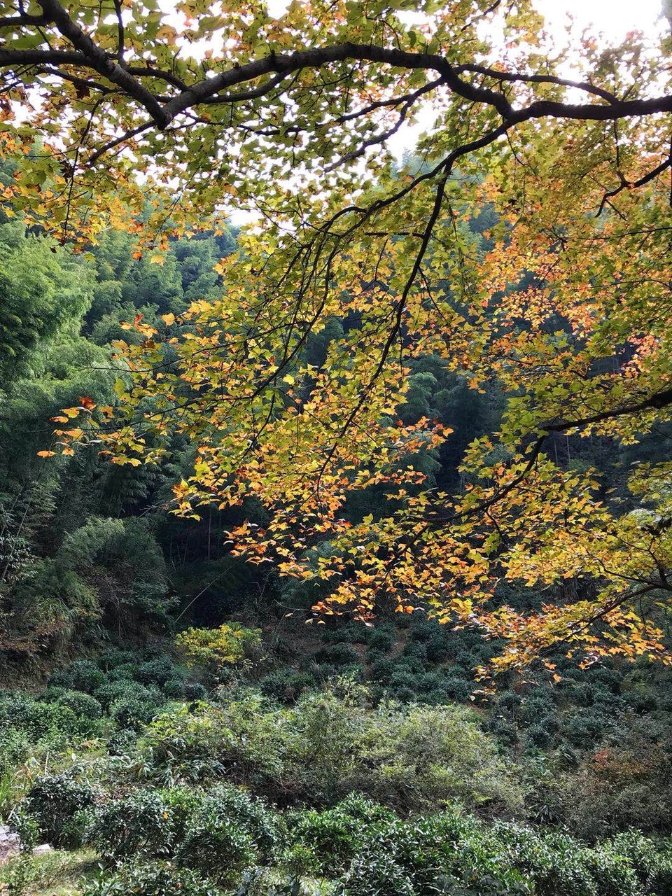 mmexport1511090127633