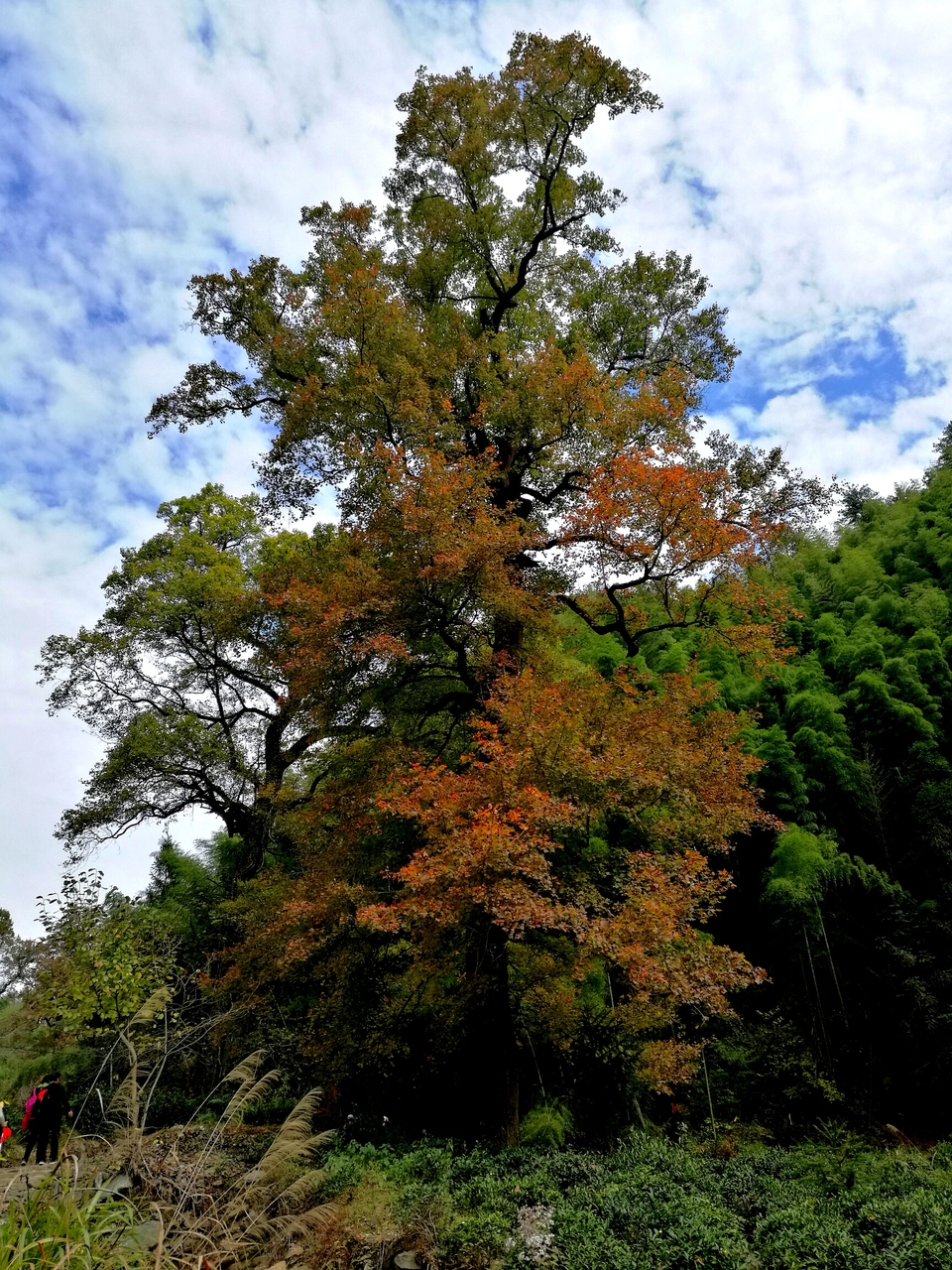 mmexport1511090201123