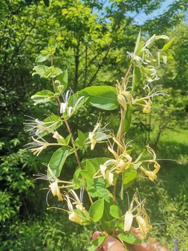 ab3844e1bb264051a5d179b5d9787de