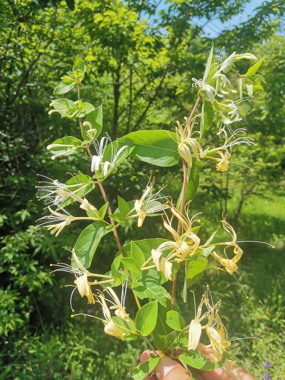 ab3844e1bb264051a5d179b5d9787de