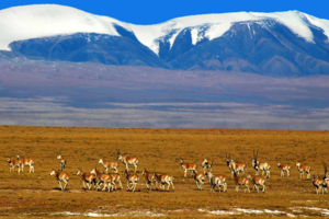 【大西北丨可可西里7日游】青海湖-翡翠湖-艾肯泉-水上雅丹-火星公路-察尔汗盐湖-黄瓜梁雅丹-可可西里7日游