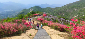 【周四|周六 吊桥沟1日游】4.23/25 麻城吊桥沟徒步+赏万亩高山杜鹃/紫藤花海