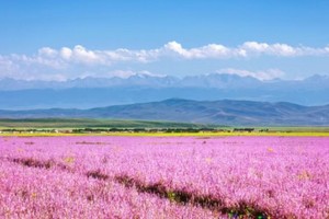 【绝色新疆-春季伊犁游】2-6人团 独库公路 那拉提草原 赛里木湖 国防公路 恰西 薰衣草 琼库什台 7日全景精品小团